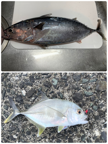 カツオの釣果