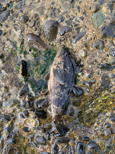 タケノコメバルの釣果