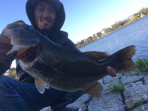 ブラックバスの釣果