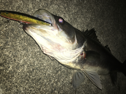 スズキの釣果