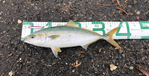 ワカナゴの釣果