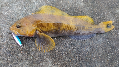 アイナメの釣果