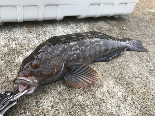 アイナメの釣果