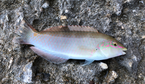 ミツボシキュウセンの釣果