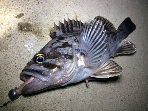 クロソイの釣果