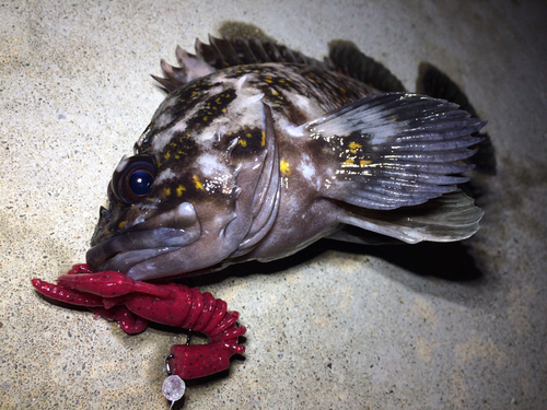 オウゴンムラソイの釣果