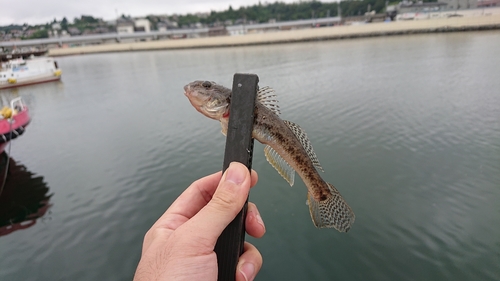 ハゼの釣果