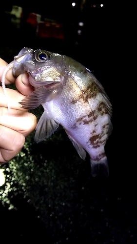 アカメバルの釣果