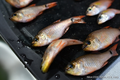 ネンブツダイの釣果