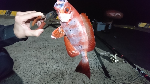 キントキダイの釣果