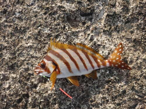 タカノハダイの釣果