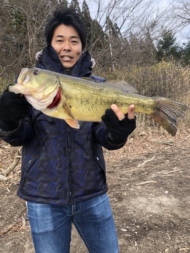 ラージマウスバスの釣果