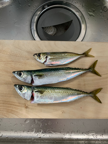 サバの釣果