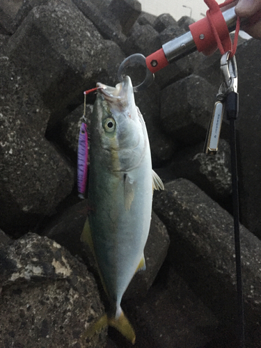 イナダの釣果