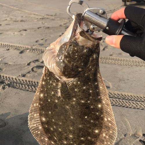 ヒラメの釣果