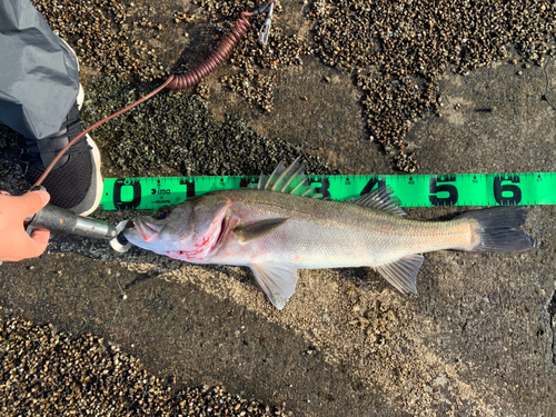 シーバスの釣果