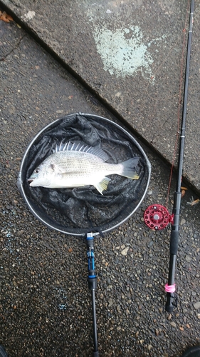 キチヌの釣果