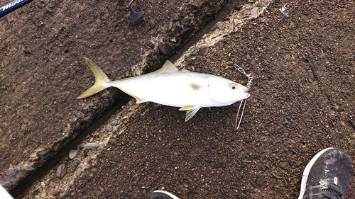 イナダの釣果