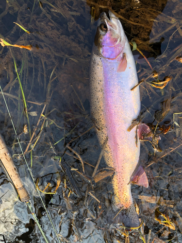 ニジマスの釣果