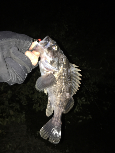 クロソイの釣果