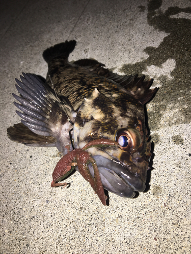 オウゴンムラソイの釣果