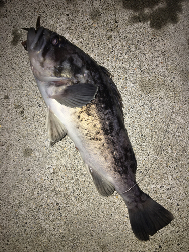 クロソイの釣果