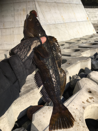 アイナメの釣果