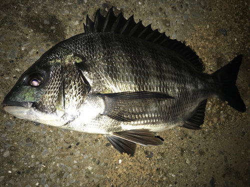 クロダイの釣果