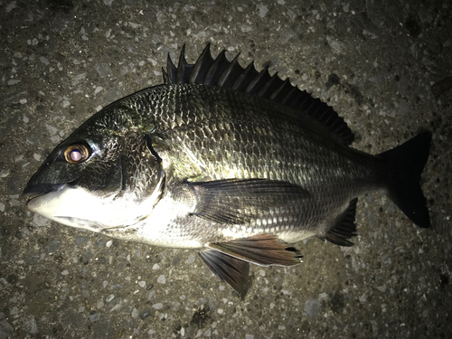 クロダイの釣果