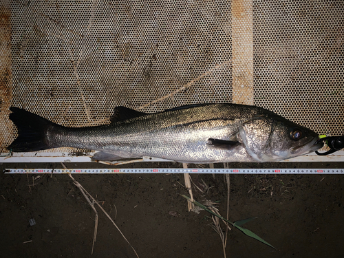 マルスズキの釣果