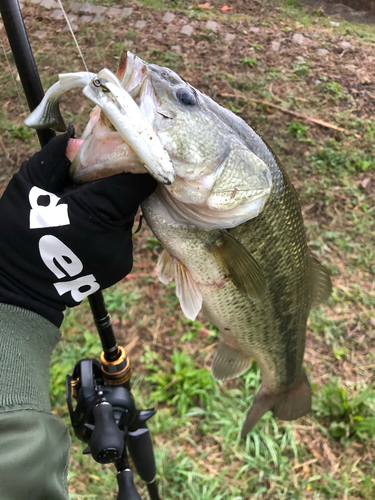 ブラックバスの釣果