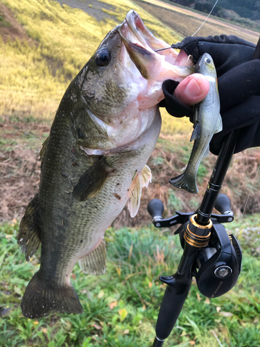 ブラックバスの釣果