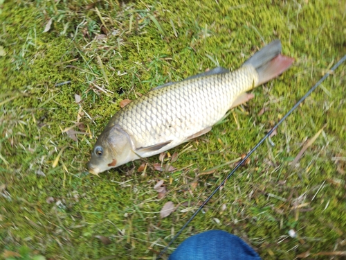 コイの釣果