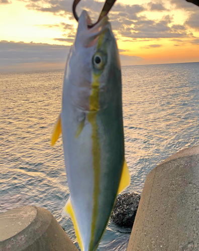 ハマチの釣果