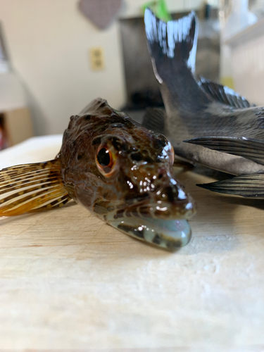 アナハゼの釣果