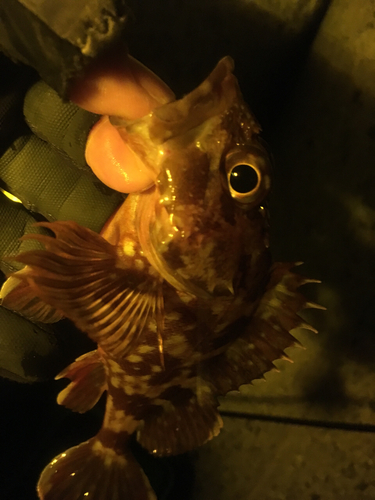 カサゴの釣果