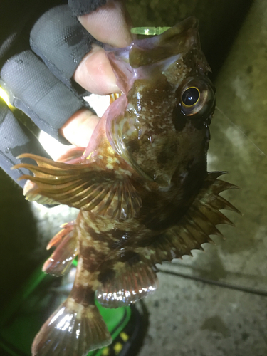 カサゴの釣果