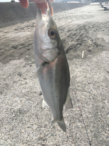 セイゴ（ヒラスズキ）の釣果