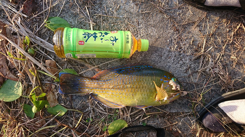 マクブの釣果