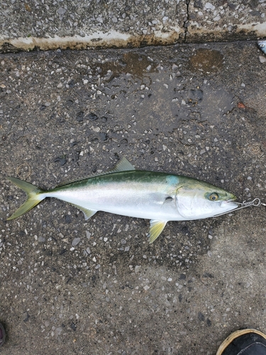 ハマチの釣果