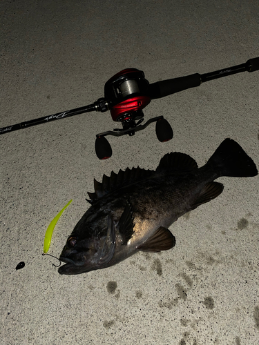 クロソイの釣果