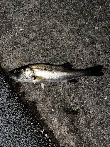 セイゴ（マルスズキ）の釣果