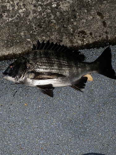 クロダイの釣果