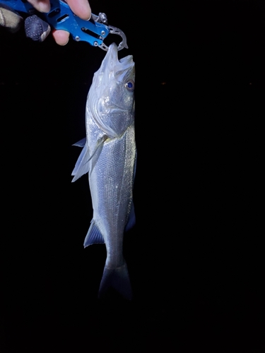 セイゴ（マルスズキ）の釣果