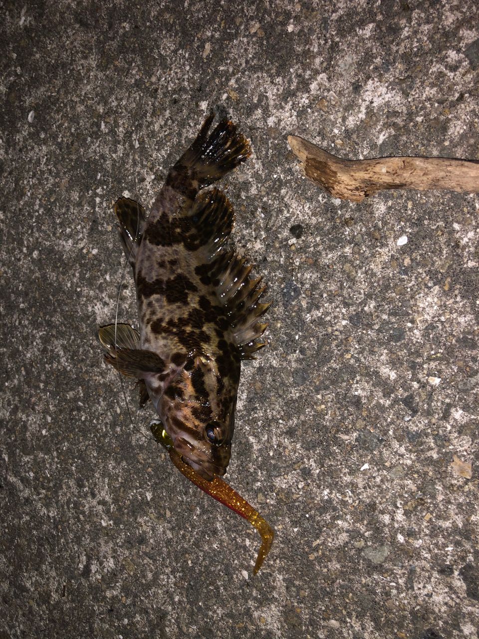 タケノコメバル