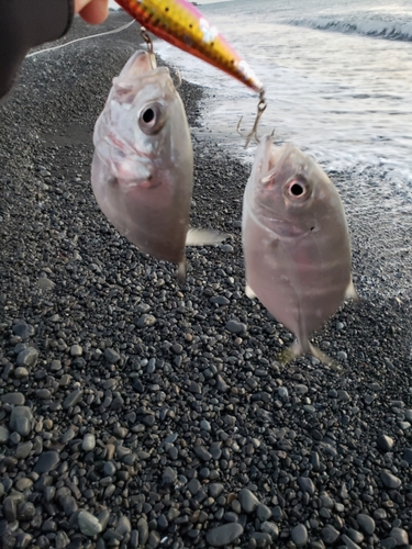 メッキの釣果