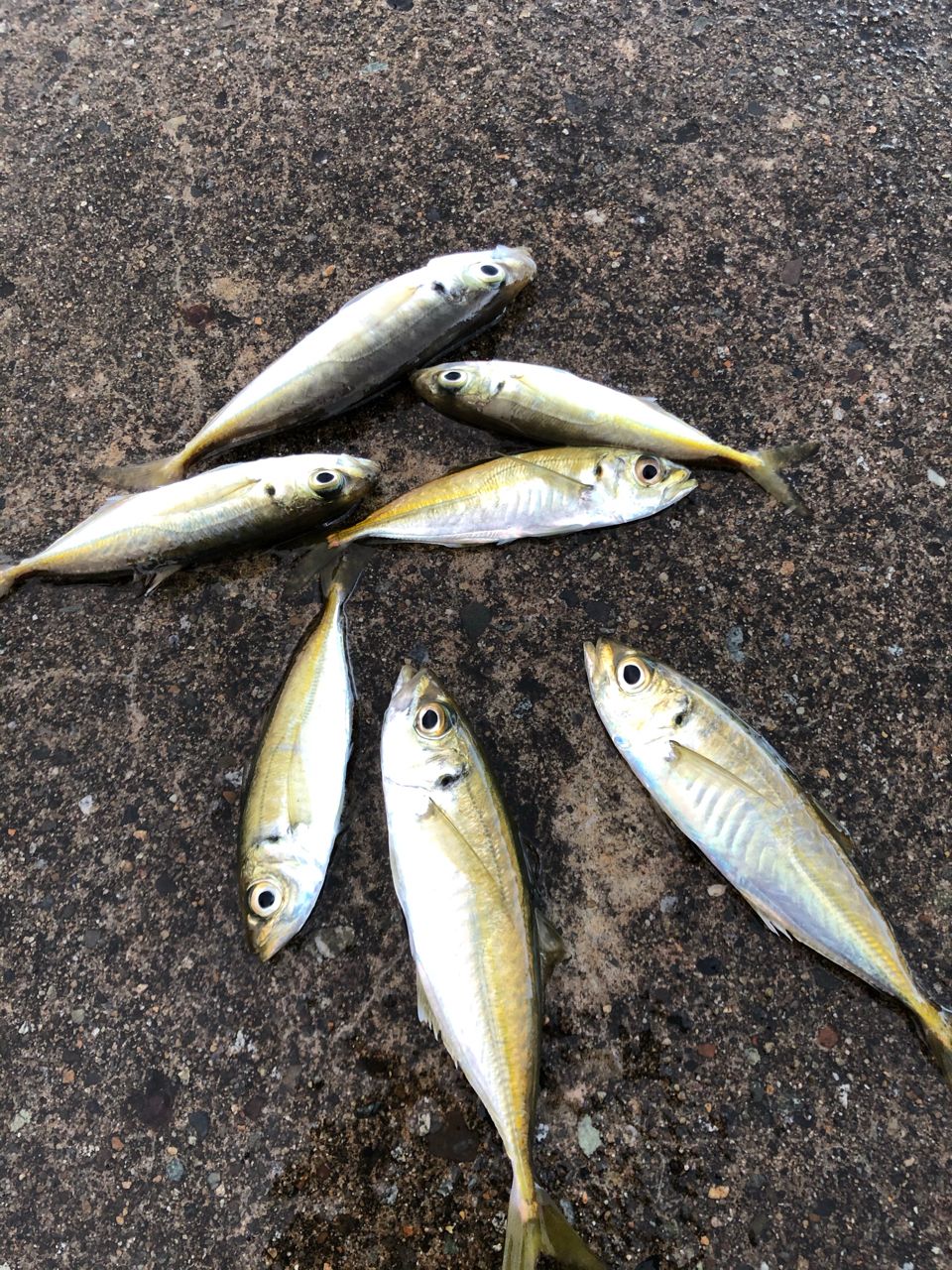 アジ