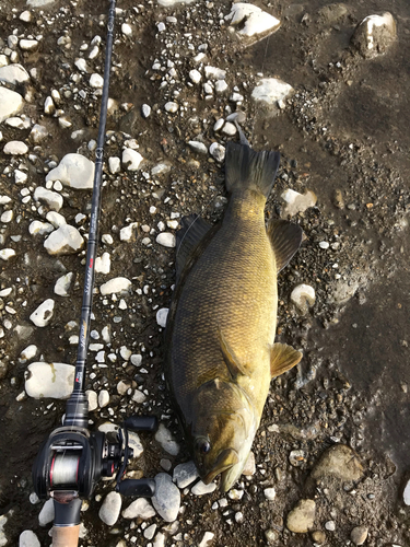 スモールマウスバスの釣果