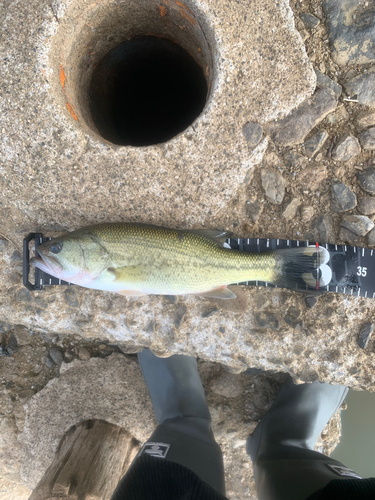 ブラックバスの釣果