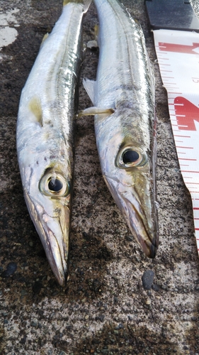 カマスの釣果